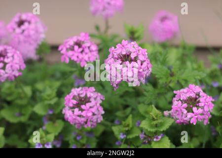 Beautiful purple hydrangeas and flowers growing in the sunny garden. Stock Photo