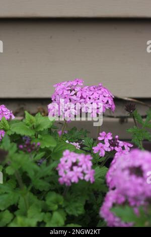 Beautiful purple hydrangeas and flowers growing in the sunny garden. Stock Photo