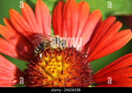 Macro image of bee on the flower in the summer garden. Nature concept. Stock Photo