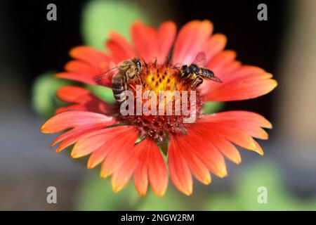 Macro image of the bees on the flower in the summer garden. Nature concept. Stock Photo