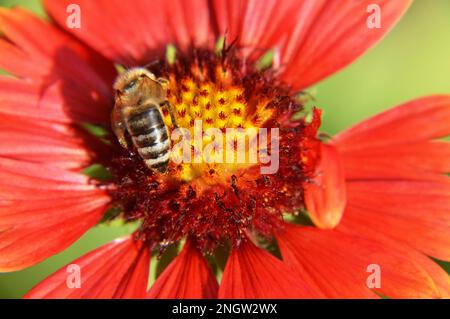 Macro image of bee on the flower in the summer garden. Nature concept. Stock Photo