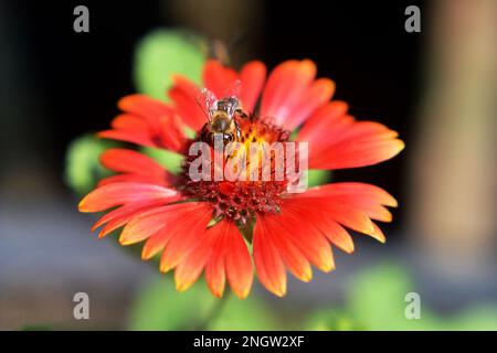 Bee on the flower in the summer garden. Nature concept. Stock Photo