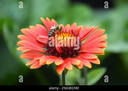 Bee on the flower in the summer garden. Nature concept. Stock Photo