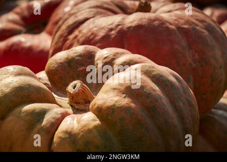 Pumpkins on display at a Lancaster County Pennsylvania Farmers Market Stock Photo