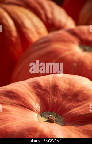 Pumpkins on display at a Lancaster County Pennsylvania Farmers Market Stock Photo