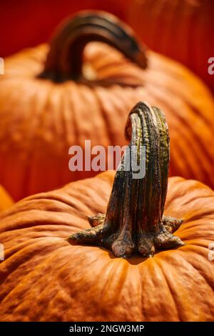 Pumpkins on display at a Lancaster County Pennsylvania Farmers Market Stock Photo