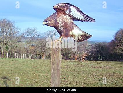 Common buzzard perching on a post in a field Stock Photo