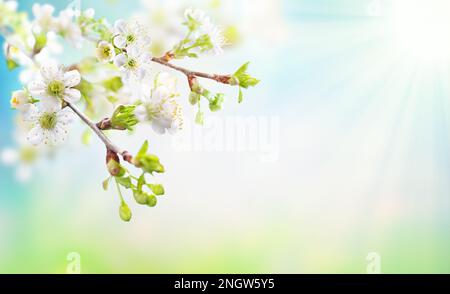 Beautiful Spring blossom in sunny day. Cherry tree with white flowers and sunlight in blue sky. Stock Photo