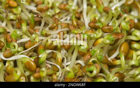 Immature alfalfa sprouts with seed pods, selective focus macro image. Healthy ingredient with antioxidants commonly used in sandwiches and salads. Stock Photo