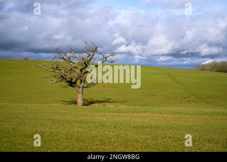 Lone tree in a meadow in England Stock Photo