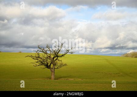 Lone tree in a meadow in England Stock Photo