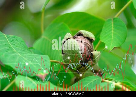 Growing walnuts digital graph. Futuristic technology trend. Sustainable development. Stock Photo