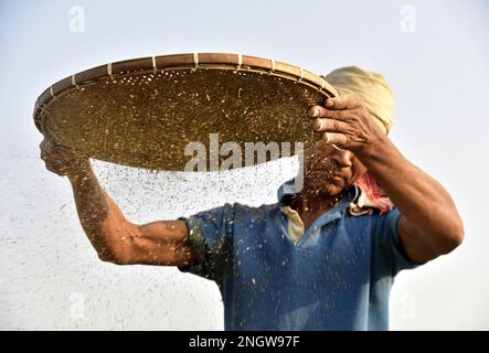 Guwahati, Guwahati, India. 17th Feb, 2023. A man winnow mustard seeds after harvesting at Uttarpara village in Baksa district of Assam India on Friday 17th February 2023. (Credit Image: © Dasarath Deka/ZUMA Press Wire) EDITORIAL USAGE ONLY! Not for Commercial USAGE! Credit: ZUMA Press, Inc. Credit: ZUMA Press, Inc./Alamy Live News Stock Photo