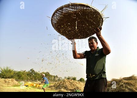 Guwahati, Guwahati, India. 17th Feb, 2023. A man winnow mustard seeds after harvesting at Uttarpara village in Baksa district of Assam India on Friday 17th February 2023. (Credit Image: © Dasarath Deka/ZUMA Press Wire) EDITORIAL USAGE ONLY! Not for Commercial USAGE! Credit: ZUMA Press, Inc. Credit: ZUMA Press, Inc./Alamy Live News Stock Photo