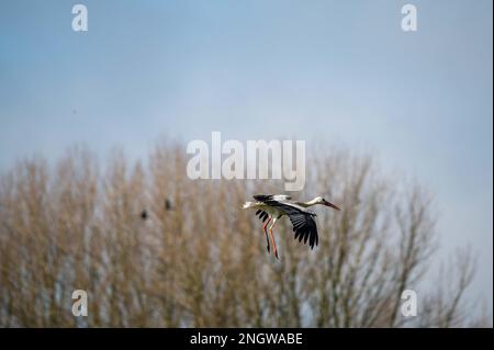 a  stork prepares to land with leafless trees in the background Stock Photo