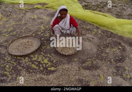 Guwahati, Guwahati, India. 17th Feb, 2023. A woman winnow mustard seeds after harvesting at Uttarpara village in Baksa district of Assam India on Friday 17th February 2023. (Credit Image: © Dasarath Deka/ZUMA Press Wire) EDITORIAL USAGE ONLY! Not for Commercial USAGE! Credit: ZUMA Press, Inc. Credit: ZUMA Press, Inc./Alamy Live News Stock Photo