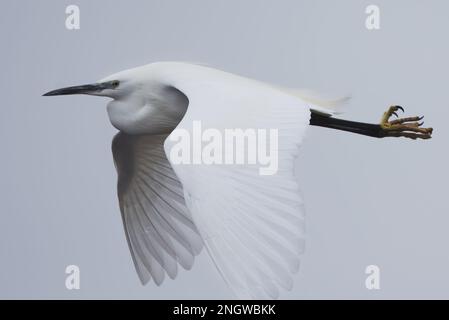 Little Egret (Egretta garzetta) in flight at RSPB Loch Leven Nature Reserve, Perthshire, Scotland. Stock Photo