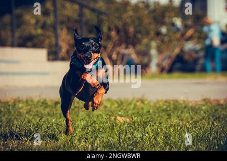 Cute miniature pinscher dog running and jumping in the grass. Healthy and active pet Stock Photo