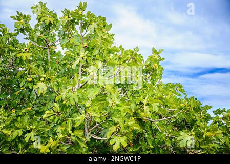 Ripe fig fruits on a fig tree against the summer sunny blue sky. Stock Photo