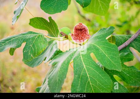 Close up of ripe open fig on a fif tree branch Stock Photo