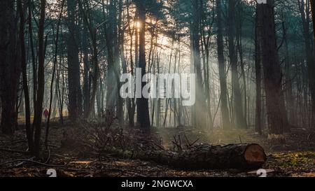 Sunrays in a forest on a misty morning Stock Photo