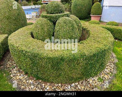 Prune and trim boxwood properly in spring Stock Photo