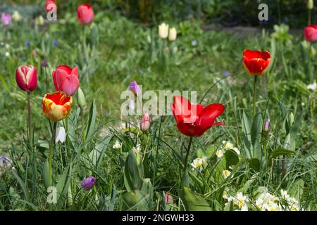 A colourful spring mix of tulips, primroses, fritillary and grass creating a floral meadow effect in UK cottage garden April Stock Photo