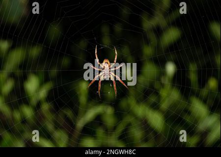 Big spider back view on web macro close up view Stock Photo
