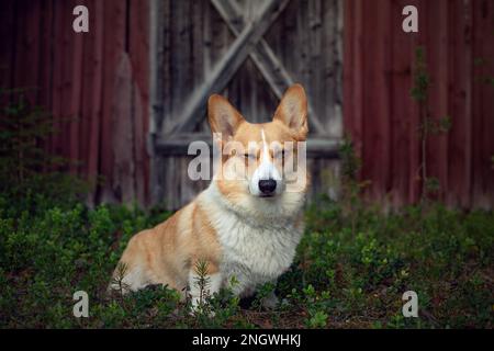 Welsh corgi pembroke dog stands against the background of the barn. Norway Stock Photo