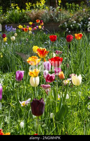 Colourful spring mix of tulips, bluebells, and white snake's head fritillary Fritillaria meleagris and grass creating a floral meadow effect UK garden Stock Photo
