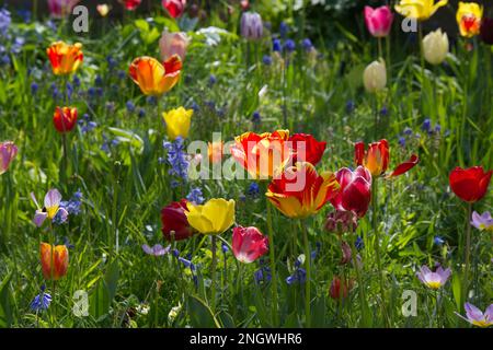 A colourful spring mix of tulips bluebells and grass creating a floral meadow tapestry effect in UK garden April Stock Photo