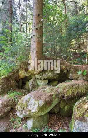 beautiful Schwarzwald forest in southwestern Germany Stock Photo