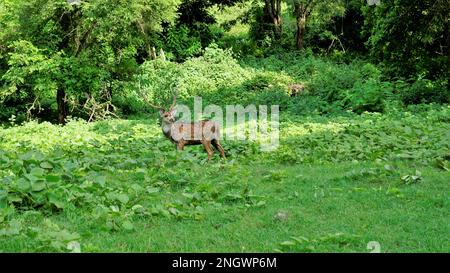 Lone wild horned Spotted or axis deer grazing in forest of the Bandipur mudumalai Ooty Road, India. Beautiful eye catching beauty Stock Photo