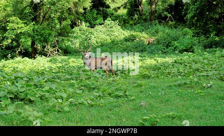 Lone wild horned Spotted or axis deer grazing in forest of the Bandipur mudumalai Ooty Road, India. Beautiful eye catching beauty Stock Photo