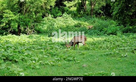 Lone wild horned Spotted or axis deer grazing in forest of the Bandipur mudumalai Ooty Road, India. Beautiful eye catching beauty Stock Photo