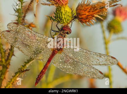dragonfly on a dew covered Thistle Stock Photo - Alamy