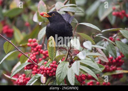 Blackbird (Turdus merula) in willow-leaved cotoneaster (Cotoneaster salicifolius) with berry in beak, Rhineland-Palatinate, Germany Stock Photo