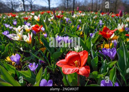 Flower splendour with colourful Tulips (Tulipa) and Crocus (Crocus) in spring, Keukenhof, Lisse, Province South Holland, Netherlands Stock Photo