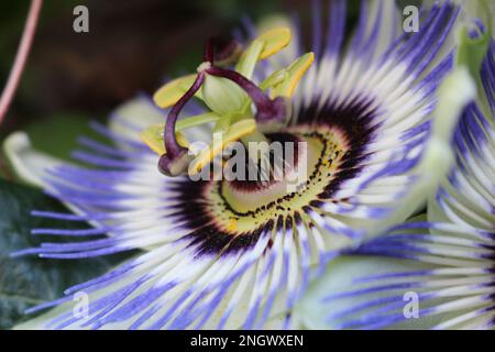 Purple passion fruit flower (Passiflora edulis) Stock Photo