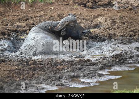 African buffalo (Syncerus caffer) taking a mud bath in Kenya Stock Photo