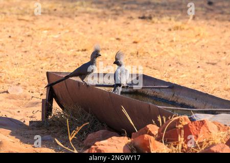 The grey go-away-bird (Crinifer concolor), also known as grey lourie, grey loerie in natural habitat, Waterberg Plateau National Park, Namibia, Africa Stock Photo