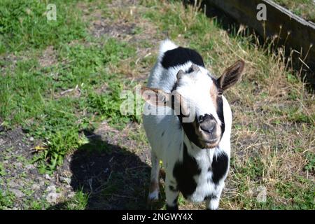White cute goat with black spots, standing on the garden field with head turned to camera. Looking into the camera attentively showing both eyes. Stock Photo