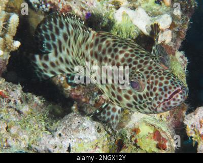Portrait of greasy grouper (Epinephelus tauvina), House Reef dive site, Mangrove Bay, El Quesir, Red Sea, Egypt Stock Photo