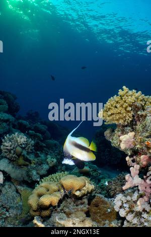 Red sea bannerfish (Heniochus intermedius) in a healthy coral reef, in the evening light. Dive site House Reef Mangrove Bay, El Quesir, Egypt, Red Sea Stock Photo