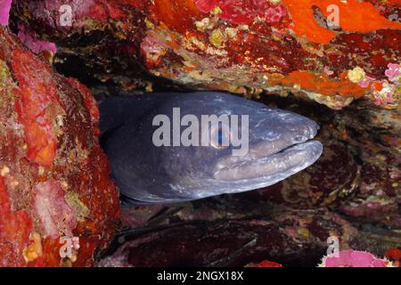 Conger (Conger conger) eel and mediterranean basselet (Anthias anthias), in colourful surroundings, in the Mediterranean Sea near Hyeres. Dive site Stock Photo