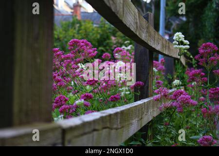 Red and white Valerian flowering in summer around a wooden fence Stock Photo