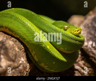 ST ANDREWS AQUARIUM, SCOTLAND, EUROPE - Captive Emerald Tree Boa, at St Andrews Aquarium. Corallus  caninus Stock Photo
