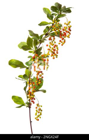 Korean barberry (Berberis koreana Rubin), shrub, white background Stock Photo