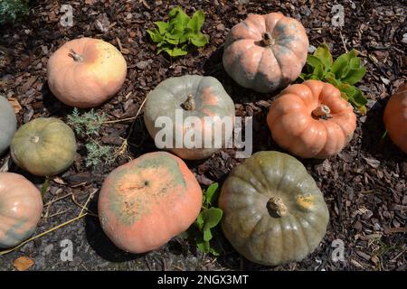 Artistic decoration of a garden with multicolored pumpkins placed on pieces of rough brown bark. Garden art decor. Stock Photo