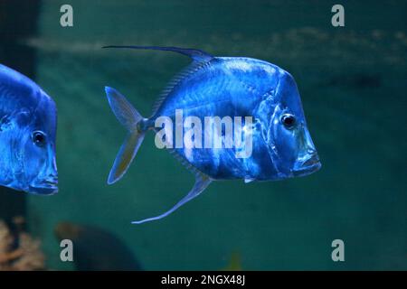 selene vomer or lookdown fish under water Stock Photo